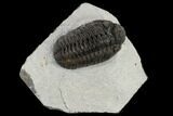 Adrisiops Weugi Trilobite - Recently Described Phacopid #115231-1